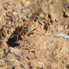 Sceliphron formosum (Formosum mud-dauber) at Dickson Wetland - 20 Mar 2020 by AlisonMilton