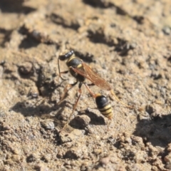 Sceliphron formosum at Dickson, ACT - 20 Mar 2020