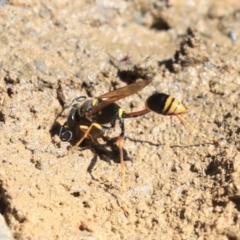 Sceliphron formosum at Dickson, ACT - 20 Mar 2020