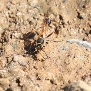 Sceliphron formosum at Dickson, ACT - 20 Mar 2020 11:30 AM