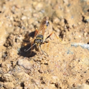 Sceliphron formosum at Dickson, ACT - 20 Mar 2020