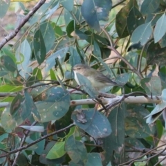 Smicrornis brevirostris (Weebill) at Red Hill Nature Reserve - 20 Mar 2020 by JackyF