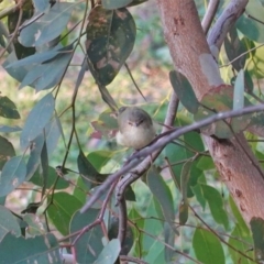 Smicrornis brevirostris at Deakin, ACT - 20 Mar 2020