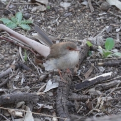 Malurus cyaneus (Superb Fairywren) at Red Hill Nature Reserve - 20 Mar 2020 by JackyF