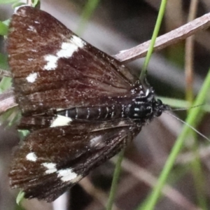 Platagarista macleayi at Dolphin Point, NSW - 21 Mar 2020