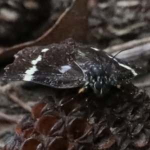 Platagarista macleayi at Dolphin Point, NSW - 21 Mar 2020