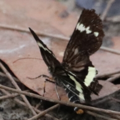 Platagarista macleayi at Dolphin Point, NSW - 21 Mar 2020 11:56 AM
