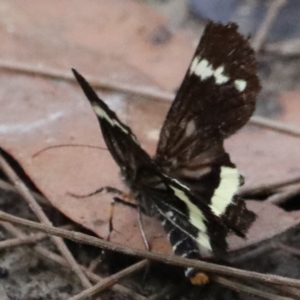 Platagarista macleayi at Dolphin Point, NSW - 21 Mar 2020