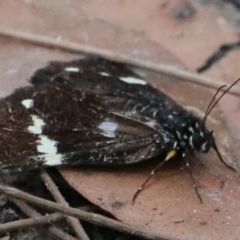 Platagarista macleayi at Dolphin Point, NSW - 21 Mar 2020 11:56 AM
