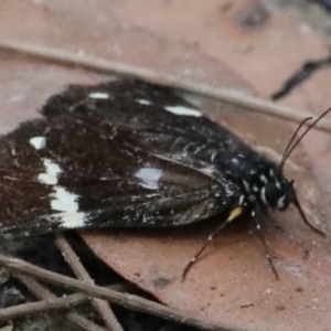 Platagarista macleayi at Dolphin Point, NSW - 21 Mar 2020