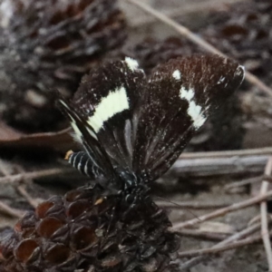 Platagarista macleayi at Dolphin Point, NSW - 21 Mar 2020