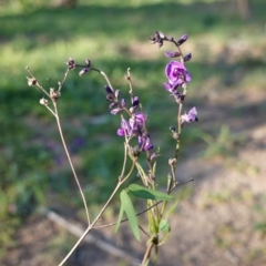 Glycine clandestina (Twining Glycine) at Hughes, ACT - 20 Mar 2020 by JackyF