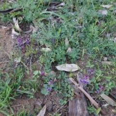 Glycine clandestina at Hughes, ACT - 20 Mar 2020 06:02 PM