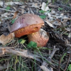 zz bolete at Red Hill Nature Reserve - 20 Mar 2020 by JackyF