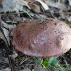 zz bolete at Deakin, ACT - 20 Mar 2020 07:08 PM