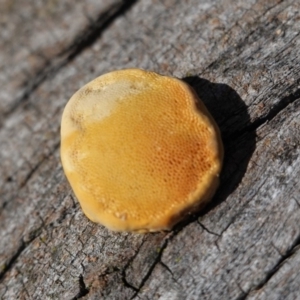 Truncospora ochroleuca at Hughes, ACT - 21 Mar 2020