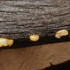 Truncospora ochroleuca at Hughes, ACT - 21 Mar 2020