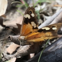 Heteronympha merope (Common Brown) at Dolphin Point, NSW - 21 Mar 2020 by jbromilow50