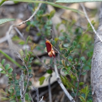 Bossiaea buxifolia (Matted Bossiaea) at Hughes, ACT - 23 Mar 2020 by JackyF