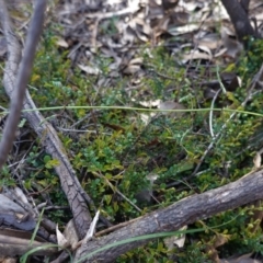 Bossiaea buxifolia at Hughes, ACT - 23 Mar 2020