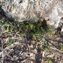 Bossiaea buxifolia at Hughes, ACT - 23 Mar 2020