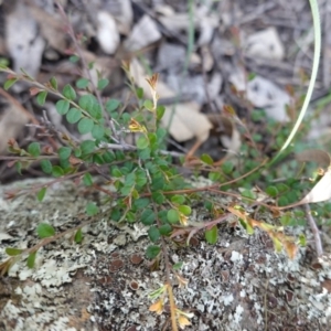 Bossiaea buxifolia at Hughes, ACT - 23 Mar 2020