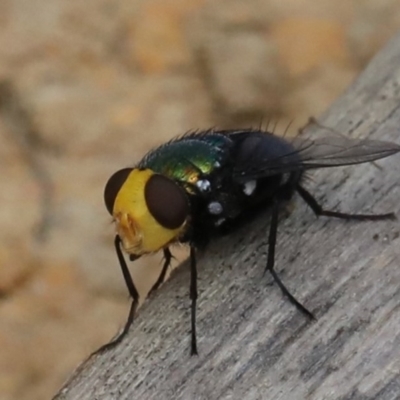 Amenia sp. (genus) (Yellow-headed Blowfly) at Mollymook Beach, NSW - 21 Mar 2020 by jb2602
