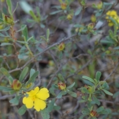 Hibbertia obtusifolia (Grey Guinea-flower) at Red Hill Nature Reserve - 23 Mar 2020 by JackyF