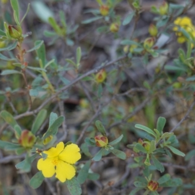 Hibbertia obtusifolia (Grey Guinea-flower) at Hughes, ACT - 23 Mar 2020 by JackyF