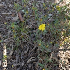 Hibbertia obtusifolia at Hughes, ACT - 23 Mar 2020