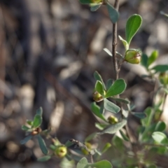 Hibbertia obtusifolia at Hughes, ACT - 23 Mar 2020