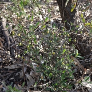 Hibbertia obtusifolia at Hughes, ACT - 23 Mar 2020