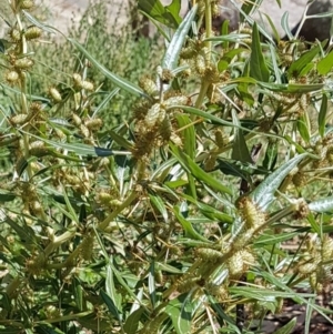 Xanthium spinosum at Theodore, ACT - 23 Mar 2020