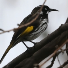 Phylidonyris novaehollandiae (New Holland Honeyeater) at Wairo Beach and Dolphin Point - 21 Mar 2020 by jb2602