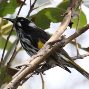 Phylidonyris novaehollandiae at Dolphin Point, NSW - 21 Mar 2020