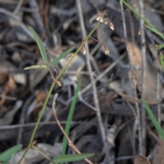 Grona varians (Slender Tick-Trefoil) at Red Hill Nature Reserve - 23 Mar 2020 by JackyF