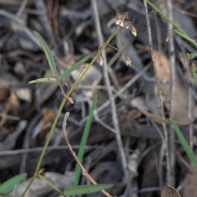 Grona varians (Slender Tick-Trefoil) at Red Hill Nature Reserve - 23 Mar 2020 by JackyF