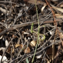 Grona varians at Hughes, ACT - 23 Mar 2020 05:52 PM