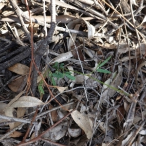 Grona varians at Hughes, ACT - 23 Mar 2020 05:52 PM