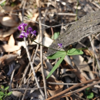 Glycine tabacina (Variable Glycine) at Red Hill Nature Reserve - 23 Mar 2020 by JackyF