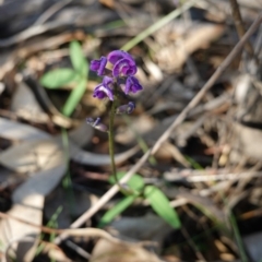 Glycine tabacina at Hughes, ACT - 23 Mar 2020