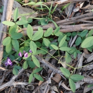 Glycine tabacina at Hughes, ACT - 23 Mar 2020