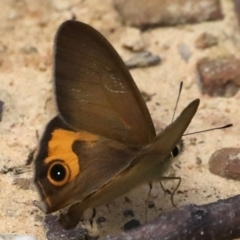 Hypocysta metirius (Brown Ringlet) at Dolphin Point, NSW - 21 Mar 2020 by jbromilow50