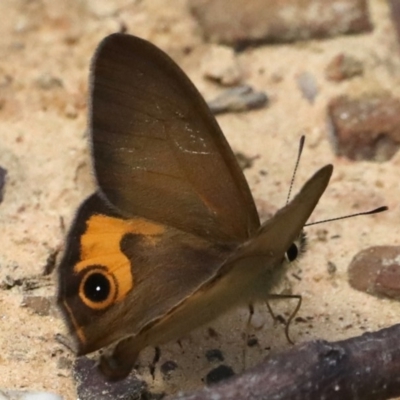 Hypocysta metirius (Brown Ringlet) at Meroo National Park - 21 Mar 2020 by jbromilow50