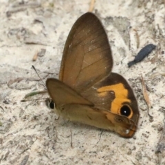 Hypocysta metirius at Dolphin Point, NSW - 21 Mar 2020 12:30 PM