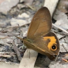 Hypocysta metirius at Dolphin Point, NSW - 21 Mar 2020