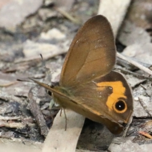 Hypocysta metirius at Dolphin Point, NSW - 21 Mar 2020 12:30 PM