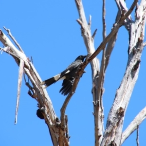 Strepera graculina at Alpine - 1 Oct 2018 11:30 AM