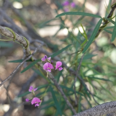 Glycine clandestina (Twining Glycine) at Red Hill Nature Reserve - 23 Mar 2020 by JackyF