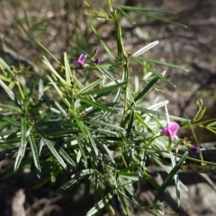 Glycine clandestina at Hughes, ACT - 23 Mar 2020